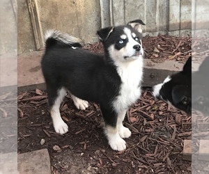 Ausky Puppy for sale in WALNUT GROVE, MO, USA