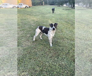 Catahoula Leopard Dog-Unknown Mix Dogs for adoption in Conway, AR, USA