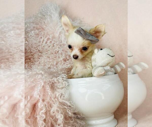 Medium Photo #12 Chihuahua Puppy For Sale in FORT LAUDERDALE, FL, USA