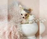 Small Photo #12 Chihuahua Puppy For Sale in FORT LAUDERDALE, FL, USA