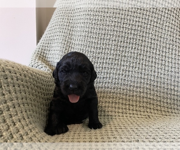 Medium Photo #2 Saint Berdoodle Puppy For Sale in ELK RIVER, MN, USA