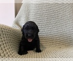 Small #1 Saint Berdoodle