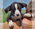 Small #2 Border Collie Mix