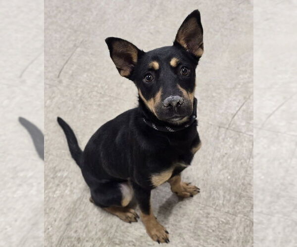 Medium Photo #4 Australian Kelpie-Unknown Mix Puppy For Sale in Lakewood, CO, USA