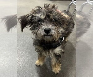 Miniature Schnauzer-Poodle (Miniature) Mix Dogs for adoption in Forestville, MD, USA