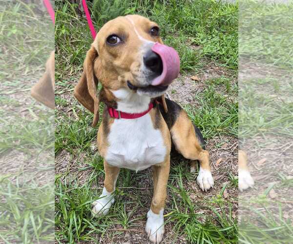 Medium Photo #4 Beagle Puppy For Sale in Dunnellon, FL, USA