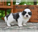 Small #1 Shih Tzu