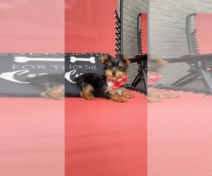 Yorkshire Terrier Puppy for sale in INDIANAPOLIS, IN, USA