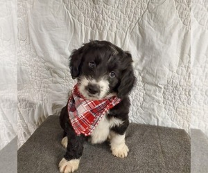 Bernedoodle-Poodle (Standard) Mix Puppy for sale in EATON, OH, USA
