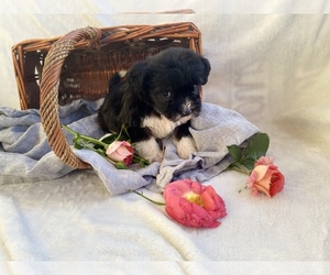 ShihPoo Puppy for sale in INMAN, SC, USA