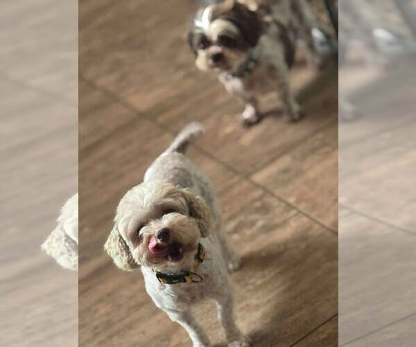 Medium Photo #8 Shih Tzu Puppy For Sale in Gretna, NE, USA