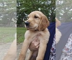 Puppy Black Golden Irish