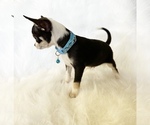 Small #3 Chihuahua