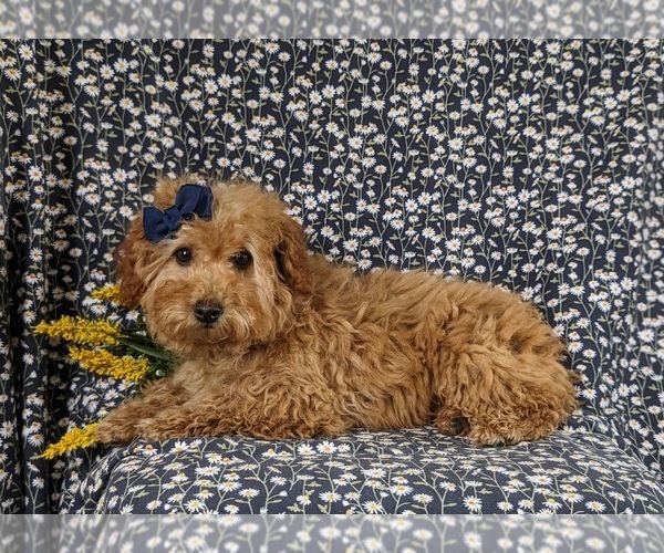 Medium Photo #7 Goldendoodle (Miniature) Puppy For Sale in NOTTINGHAM, PA, USA