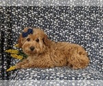 Small Photo #7 Goldendoodle (Miniature) Puppy For Sale in NOTTINGHAM, PA, USA