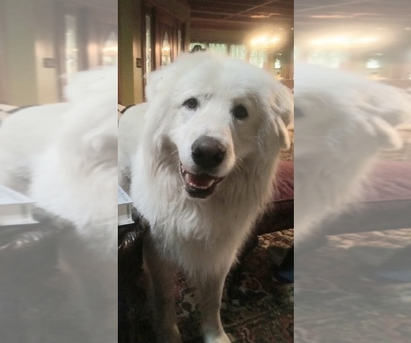 Medium Photo #10 Great Pyrenees Puppy For Sale in MORGANTOWN, WV, USA