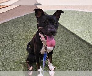 American Pit Bull Terrier-Unknown Mix Dogs for adoption in Las Vegas, NV, USA