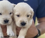 Puppy Sprout Golden Retriever