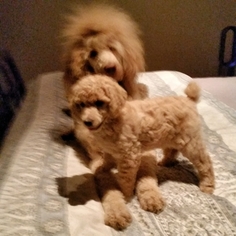 Poodle (Standard) Puppy for sale in LANSING, MI, USA