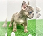 Small Photo #27 French Bulldog Puppy For Sale in AUSTIN, TX, USA
