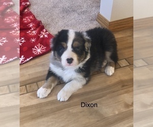 Australian Shepherd Puppy for Sale in BERESFORD, South Dakota USA