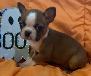 Boston Terrier Puppy for sale in HICKORY, NC, USA