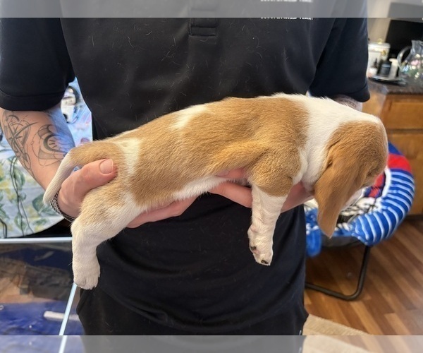 Medium Photo #5 Basset Hound Puppy For Sale in VERNON ROCKVILLE, CT, USA