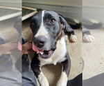 Small #2 Saint Bernard Mix