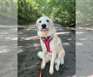 Vittoria - Female Great Pyrenees-Unknown Mix Dog for Adoption - Photo #6