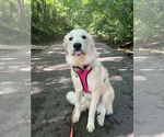 Small Photo #6 Great Pyrenees-Unknown Mix Puppy For Sale in Germantown, OH, USA