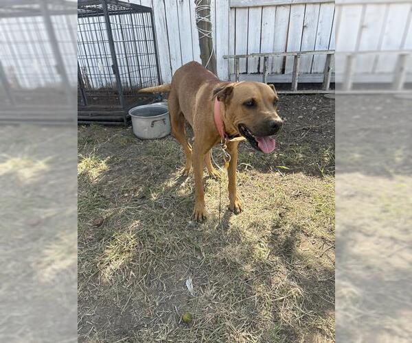 Medium Photo #1 Boxer-Unknown Mix Puppy For Sale in San Antonio, TX, USA