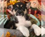 Small #2 Labrador Retriever Mix