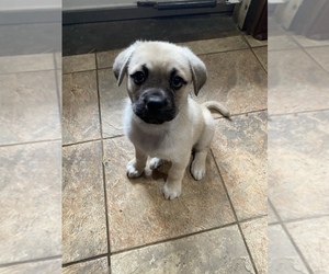Pug-Siberian Husky Mix Puppy for sale in WEST NEWTON, PA, USA