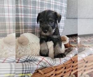 Medium Schnauzer (Standard)