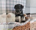 Puppy Butters Schnauzer (Standard)