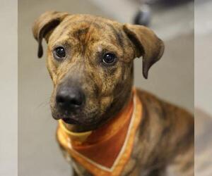 American Staffordshire Terrier-Unknown Mix Dogs for adoption in San Antonio, TX, USA