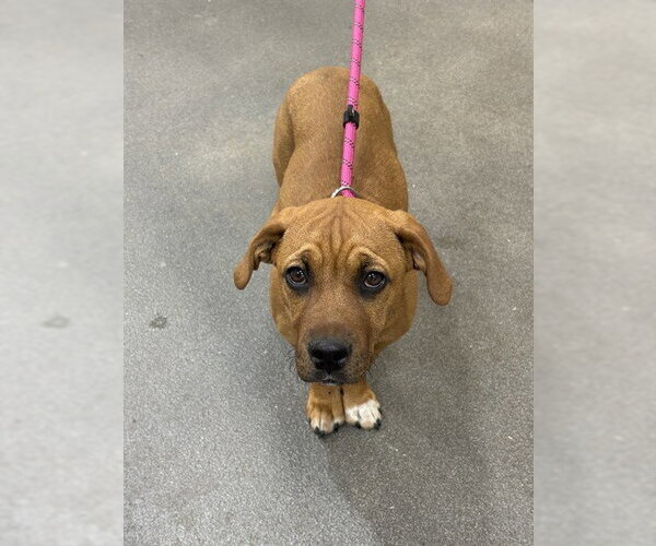 Medium Photo #1 Mutt Puppy For Sale in Forestville, MD, USA