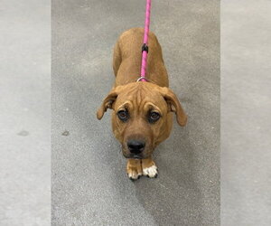 Mutt Dogs for adoption in Forestville, MD, USA