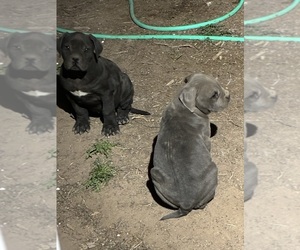 American Bandogge mastiff Puppy for sale in EL PASO, TX, USA