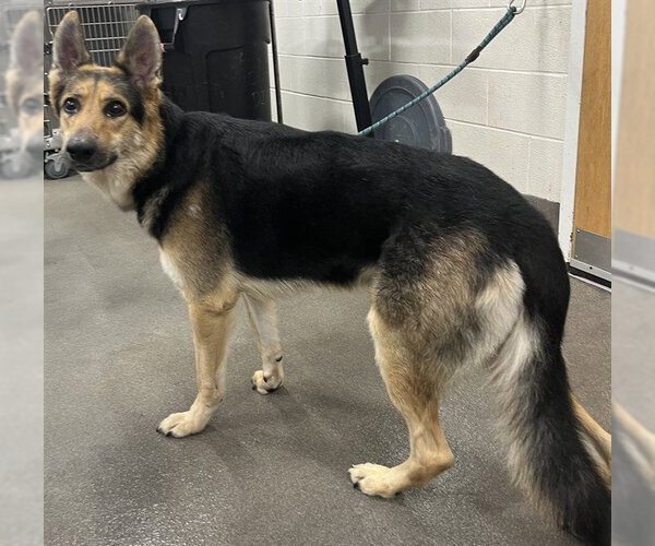 Medium Photo #1 German Shepherd Dog Puppy For Sale in Forestville, MD, USA