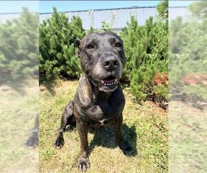Presa Canario Dogs for adoption in Toronto, Ontario, Canada