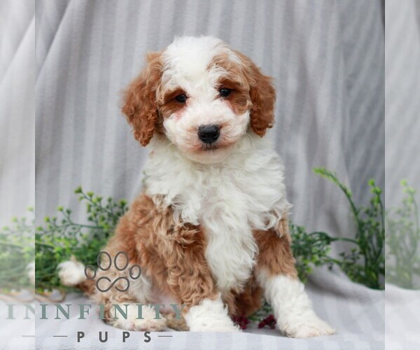 Medium Photo #1 Poodle (Miniature) Puppy For Sale in LITITZ, PA, USA
