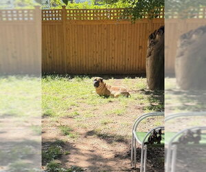 Hope - Female Bullmastiff Dog for Adoption - Photo #6