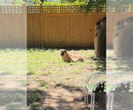 Small Photo #6 Bullmastiff Puppy For Sale in Cranford, NJ, USA