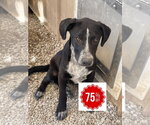 Small #3 Borador