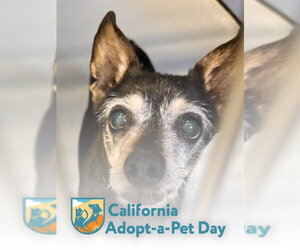Chihuahua-Unknown Mix Dogs for adoption in South Lake Tahoe, CA, USA