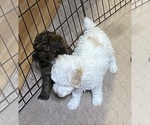 Small Photo #5 Poodle (Miniature) Puppy For Sale in GLOUCESTER, VA, USA