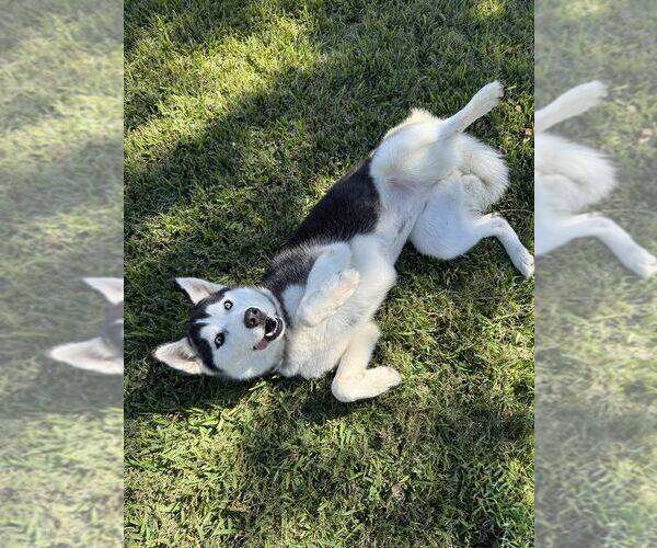 Medium Photo #8 Siberian Husky Puppy For Sale in San Leon, TX, USA