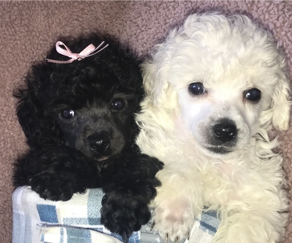 Medium Photo #2 Poodle (Toy) Puppy For Sale in FORT MORGAN, CO, USA