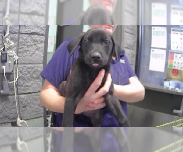 Medium Photo #1 Labrador Retriever-Unknown Mix Puppy For Sale in Tulsa, OK, USA
